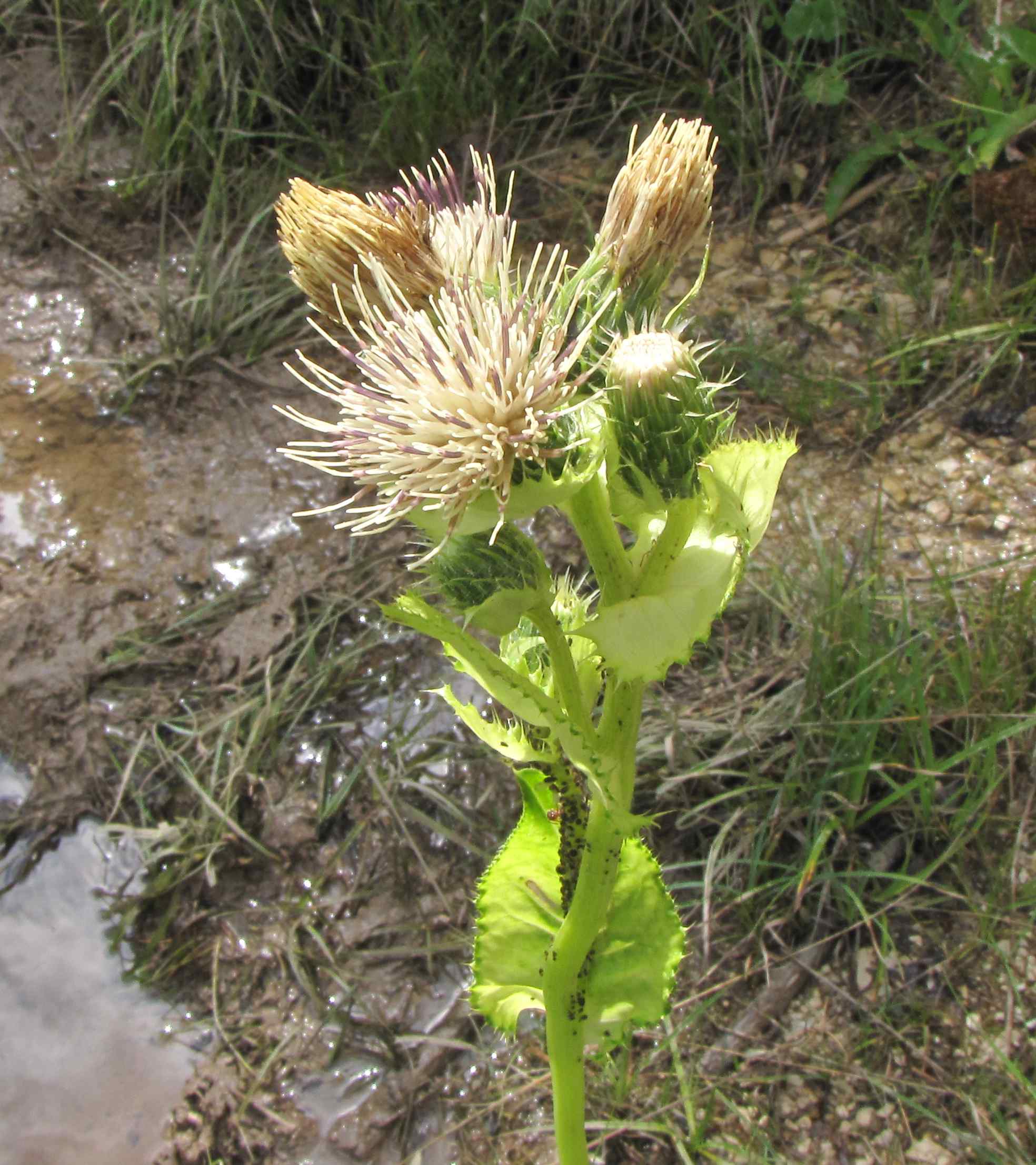 Cirsium oleraceum / Cardo giallastro